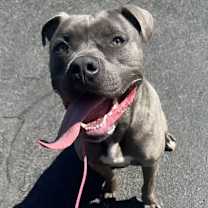 Thumbnail photo of Jakar #4