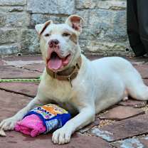 Thumbnail photo of Scotty #1