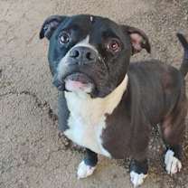 Thumbnail photo of Rocko #3