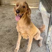 Thumbnail photo of Candy #2