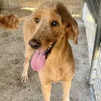 Thumbnail photo of Candy #3