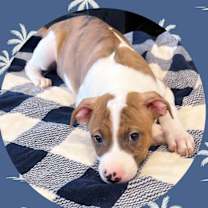 adopt-pet