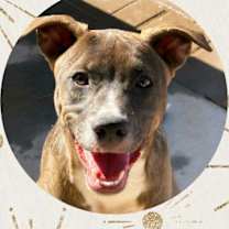 adopt-pet
