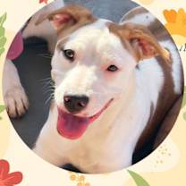 adopt-pet