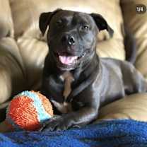 Thumbnail photo of Ranger #1