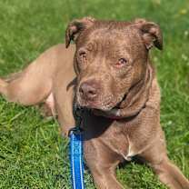 Thumbnail photo of Rex #4