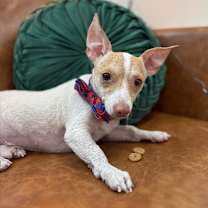 Thumbnail photo of Tommy sweet boy #2