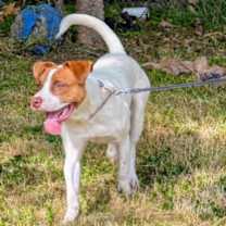 Thumbnail photo of Oliver #4