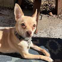 adopt-pet
