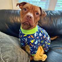 Thumbnail photo of Scooby #2