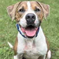 Thumbnail photo of Teddy #1