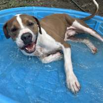 Thumbnail photo of Teddy #2