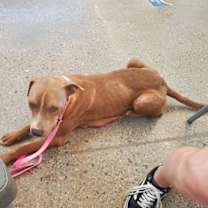 adopt-pet
