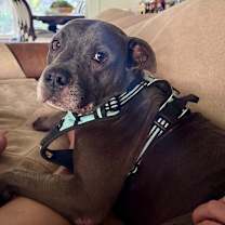 Thumbnail photo of Colt #2