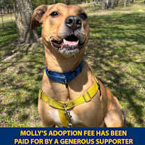 Thumbnail photo of Molly #1