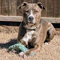 Thumbnail photo of Koda #2