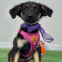 Thumbnail photo of Britney #1