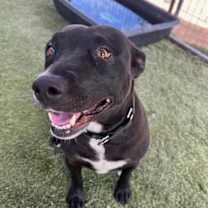 adopt-pet