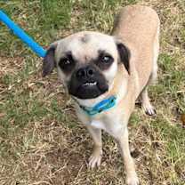 Thumbnail photo of Gherkin #1