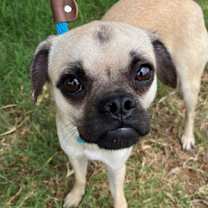 Thumbnail photo of Gherkin #2