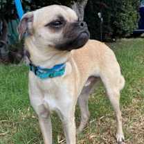 Thumbnail photo of Gherkin #3