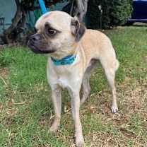 Thumbnail photo of Gherkin #4