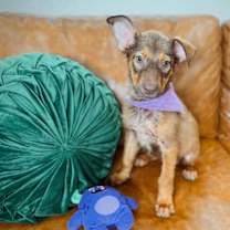 Thumbnail photo of Canelo Channelview #2