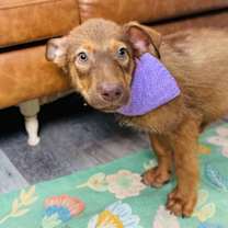 Thumbnail photo of Canelo Channelview #4