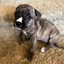 Thumbnail photo of Bellatrix Ann Marie #1