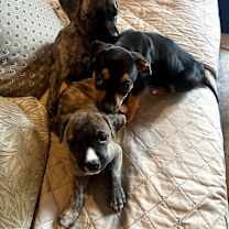 Thumbnail photo of Bellatrix Ann Marie #3