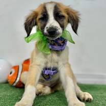 Thumbnail photo of Maddie #1