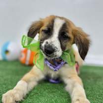 Thumbnail photo of Maddie #2