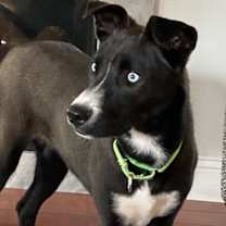 Thumbnail photo of Layla #1