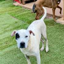 Thumbnail photo of Dottie #1