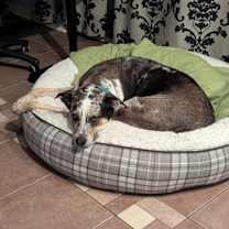 Thumbnail photo of Piper *in Foster * #2