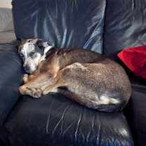 Thumbnail photo of Piper *in Foster * #3