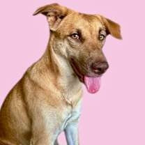 adopt-pet