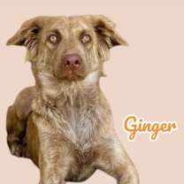adopt-pet