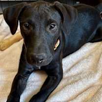 adopt-pet