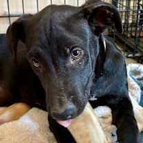 adopt-pet