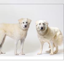 adopt-pet