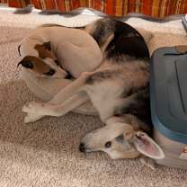 Thumbnail photo of Twiggy #3