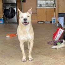 Thumbnail photo of Shadow #4
