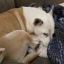 Thumbnail photo of Bobo: Not At shelter (Judy) #3