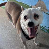 Thumbnail photo of Bobo: Not At shelter (Judy) #4