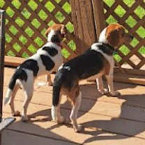 Thumbnail photo of Cody #2