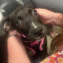 Thumbnail photo of Peaches #2