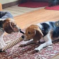 Thumbnail photo of Butch #3