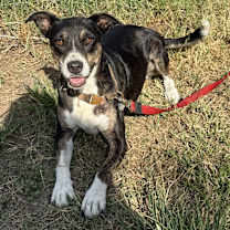 Thumbnail photo of Chloe #3