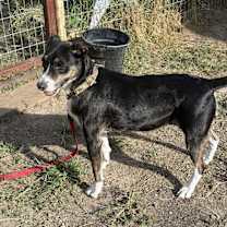 Thumbnail photo of Chloe #4